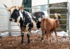R120 000 top price highlights demand for proven Nguni genetics