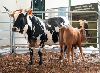 R120 000 top price highlights demand for proven Nguni genetics