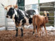 R120 000 top price highlights demand for proven Nguni genetics
