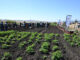 KwaZulu-Natal Multi-Planting Season highlights need for El Niño preparedness