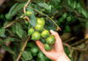 Tame stink bugs with the macadamia combo pack