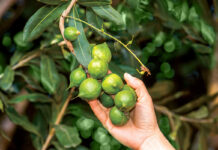 Tame stink bugs with the macadamia combo pack
