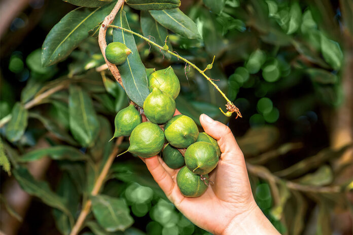 Tame stink bugs with the macadamia combo pack