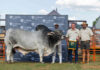 Brahman, Simmentaler triumph at Nampo Alfa 2026