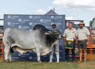 Brahman, Simmentaler triumph at Nampo Alfa 2026