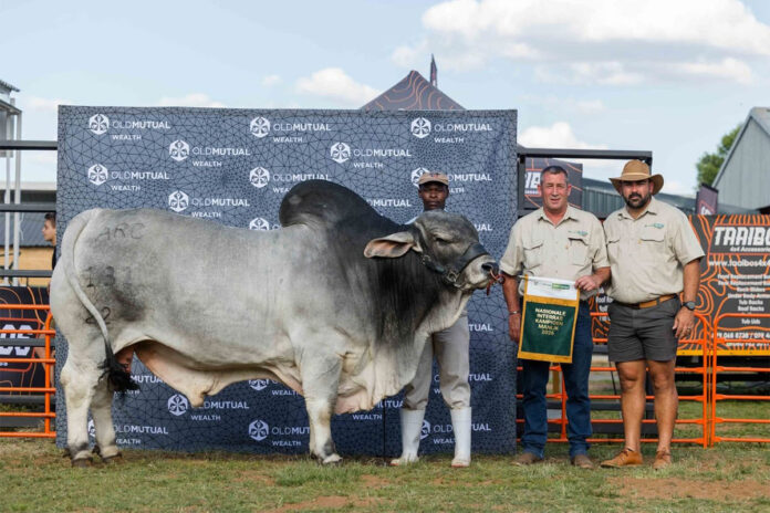 Brahman, Simmentaler triumph at Nampo Alfa 2026