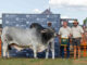 Brahman, Simmentaler triumph at Nampo Alfa 2026