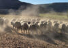 Perdefontein Dohnes: breeding profitability from the ewe up