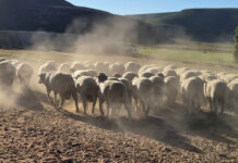 Perdefontein Dohnes: breeding profitability from the ewe up