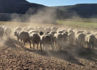 Perdefontein Dohnes: breeding profitability from the ewe up