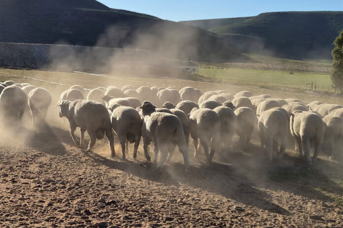 Perdefontein Dohnes: breeding profitability from the ewe up