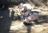 Pig nutrition: the right diet for every stage of production