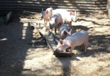 Pig nutrition: the right diet for every stage of production