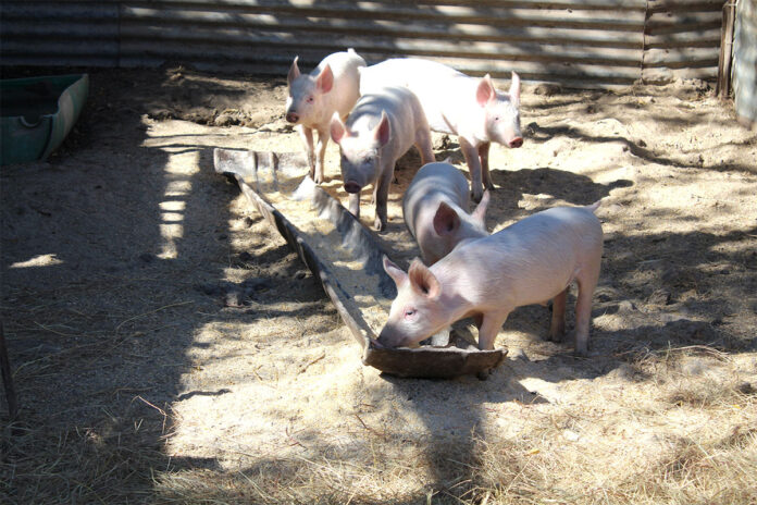 Pig nutrition: the right diet for every stage of production