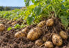 Crop resilience is as important as yield