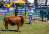 Royal Show puts the spotlight on veld-raised heifers