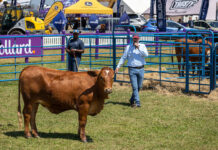 Royal Show puts the spotlight on veld-raised heifers
