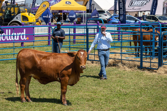 Royal Show puts the spotlight on veld-raised heifers