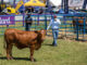 Royal Show puts the spotlight on veld-raised heifers