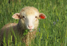 Beyond the spray: Rethinking weed control