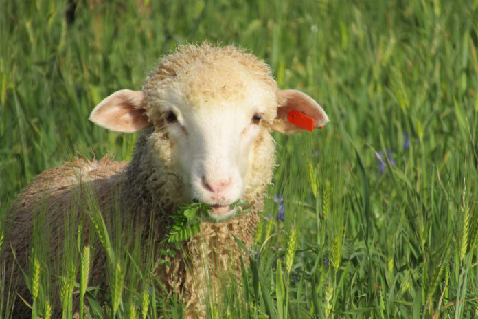 Beyond the spray: Rethinking weed control