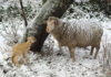 Twee Neefs Dohne Merino, a unique and thriving stud