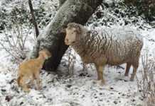 Twee Neefs Dohne Merino, a unique and thriving stud