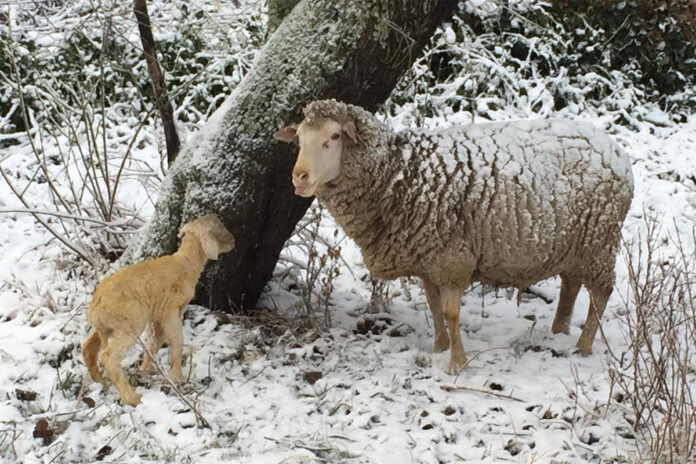Twee Neefs Dohne Merino, a unique and thriving stud