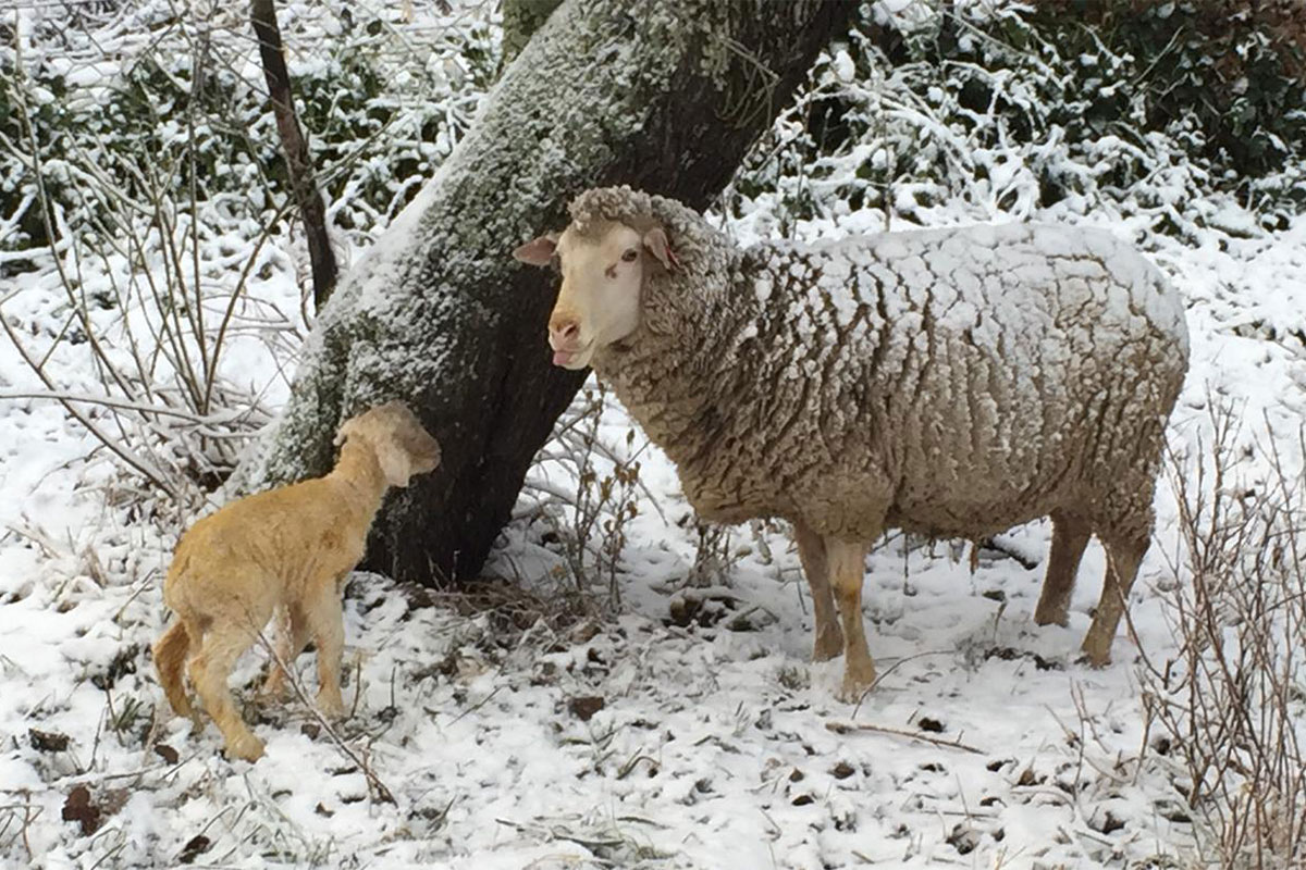 Twee Neefs Dohne Merino, a unique and thriving stud