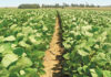 Grain SA’s JSE soya bean location differential hearing postponed