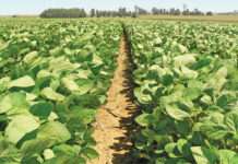 Grain SA’s JSE soya bean location differential hearing postponed