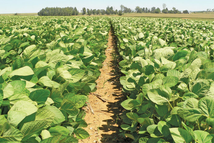 Grain SA’s JSE soya bean location differential hearing postponed