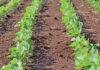 Healthy soils start with healthy biology