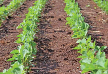 Healthy soils start with healthy biology