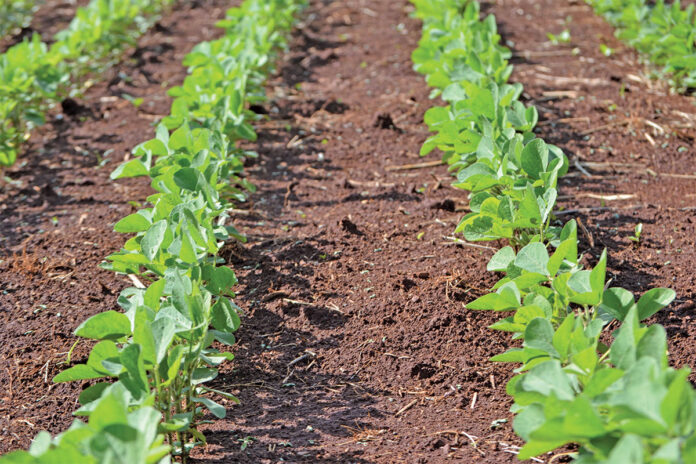 Healthy soils start with healthy biology