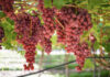 South Africa’s table grape supply outpaces global demand