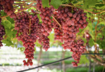 South Africa’s table grape supply outpaces global demand