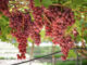 South Africa’s table grape supply outpaces global demand