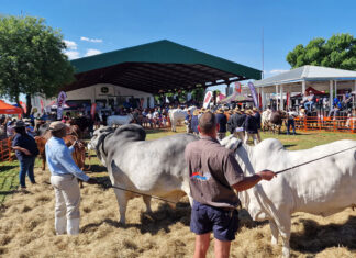Recovery and unity in focus as livestock industry gathers on Day 1 of Nampo Alfa