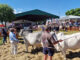 Recovery and unity in focus as livestock industry gathers on Day 1 of Nampo Alfa