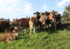 Getting calves off to the best start