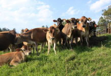 Getting calves off to the best start