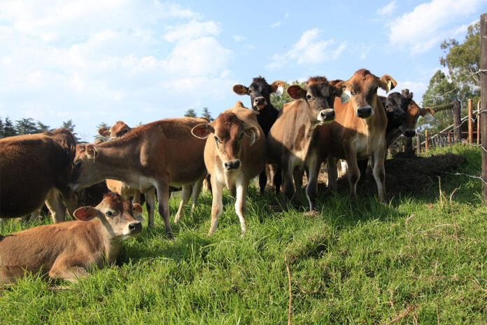 Getting calves off to the best start