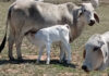 Regional collaboration needed to fight FMD in SA, Namibia, and Botswana