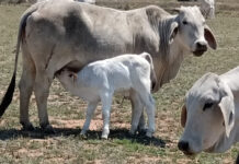 Regional collaboration needed to fight FMD in SA, Namibia, and Botswana