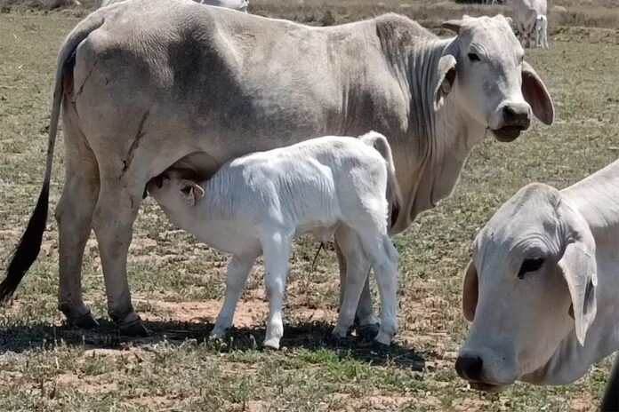 Regional collaboration needed to fight FMD in SA, Namibia, and Botswana