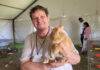 Royal Show puts a spring in rabbit breeders’ step