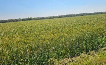 Zimbabwe faces major grain deficit as El Niño looms