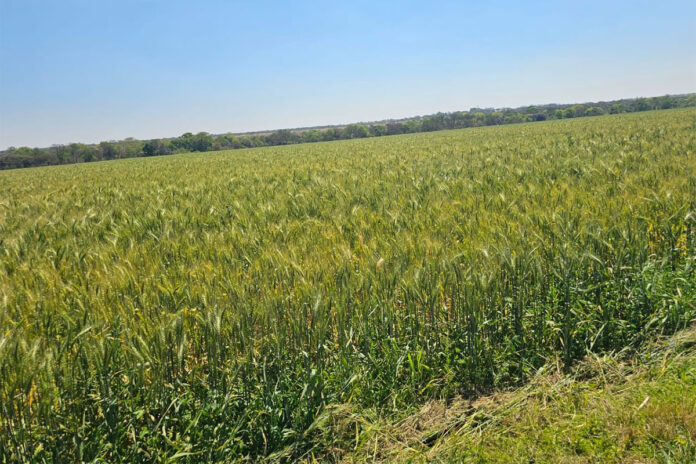 Zimbabwe faces major grain deficit as El Niño looms