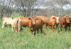 Namibia steps up FMD controls as cases rise to 127